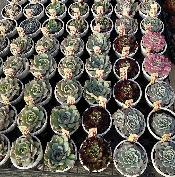 販売＆相談会】宮嶋園芸 × flower ＆ green Lagurus | イベント